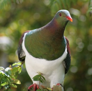Kereru