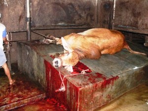 live-export-australian-steer-slaughtered-indonesia
