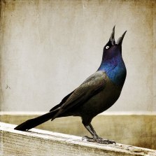 grackle